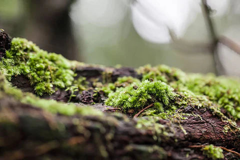 FULVIC ACID-THE STAR OF SHILAJIT
